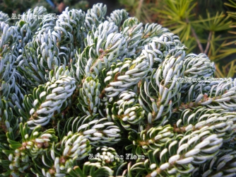 Jeune plante vue en hiver