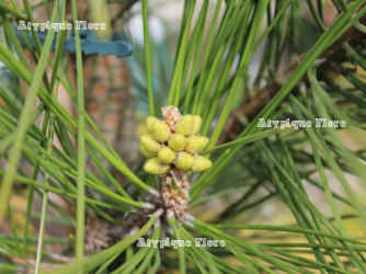 sacs a pollen mâle sur Pinus thunbergii