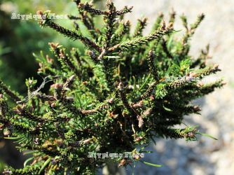 Jeunes pousse sur Pinus banksiana