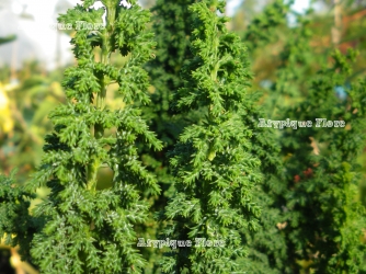 Jeune plante vue en été